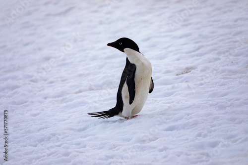 An Adelie Penguin in Antarctica looks over its shoulder