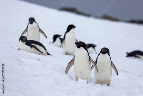 Adelie penguins making their way to the coast in Antarctica