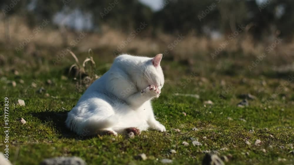 Curious white cat lying on grass and licking its paws. Curious white cat lying on grass and licking its paws.