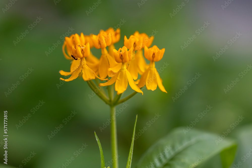 yellow flower in the garden yellow flower in the garden