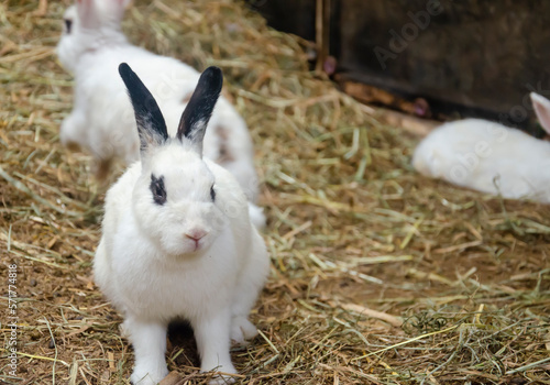 Little white rabbit on grass, farm rabbit, easter bunny with copy space