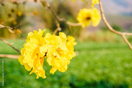 yellow flowers in the garden