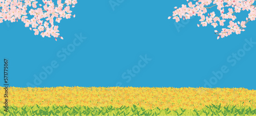 春　菜の花と桜　横長背景