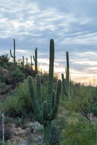 Tall saguaro and mexican cactus on hillside in the cliffs and mountains in tuscon arizona in late evening or early sunrise © Aaron