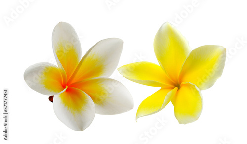 Tropical flowers frangipani (plumeria) isolated on transparent png