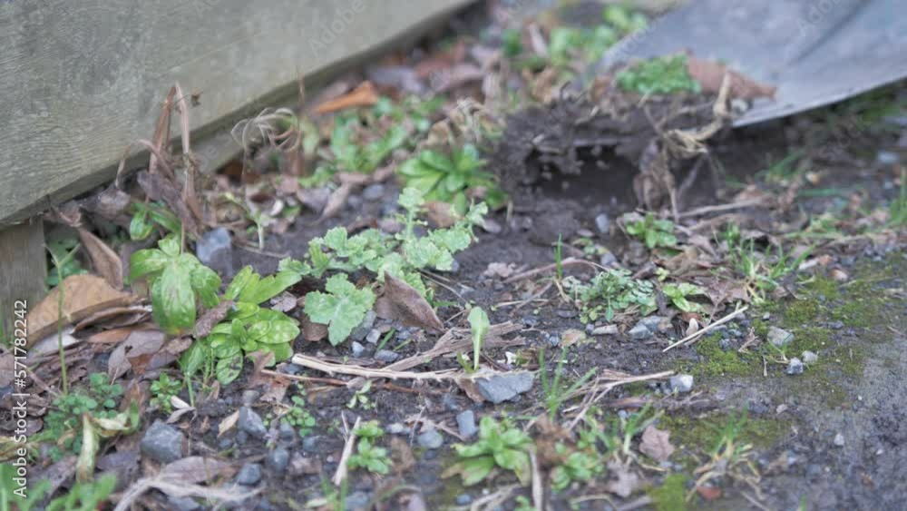 Removing weeds from yard with a spade Removing weeds from yard with a spade