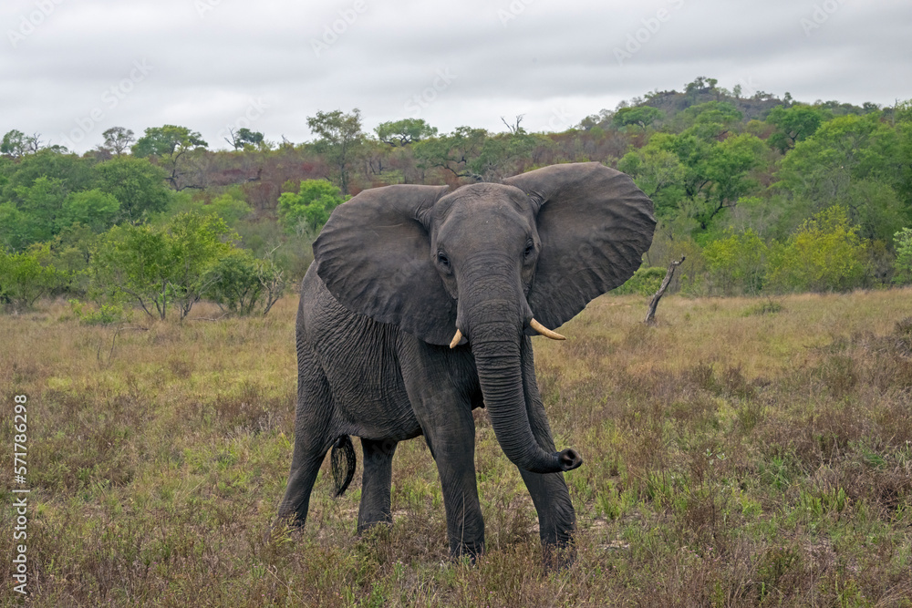 Fototapeta premium African Elephant in Threatening Posture with Ears Spread