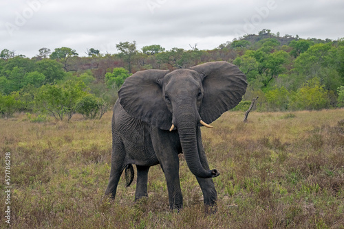 African Elephant in Threatening Posture with Ears Spread