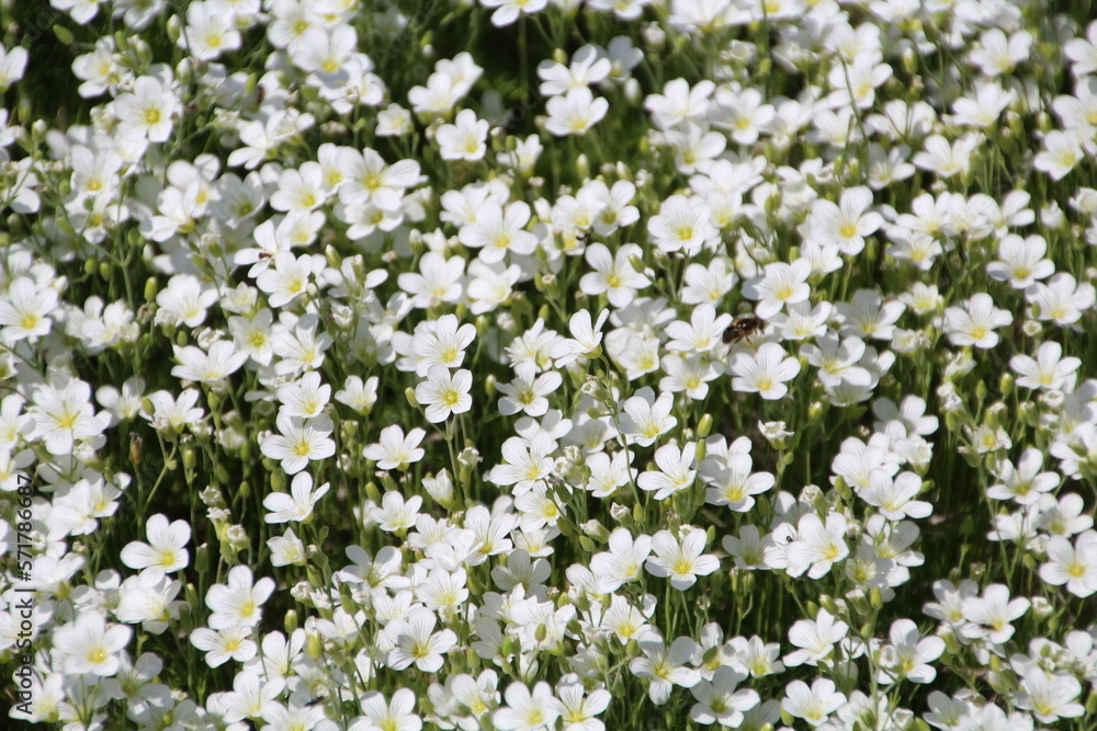 field of white flowers, U of A Botanic Gardens, Devon, Alberta