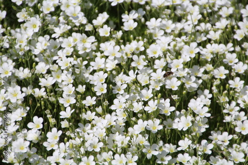 field of white flowers  U of A Botanic Gardens  Devon  Alberta