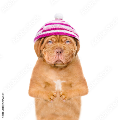 Sad frozen puppy wearing a warm winter hat with pompon looking at camera. isolated on white background