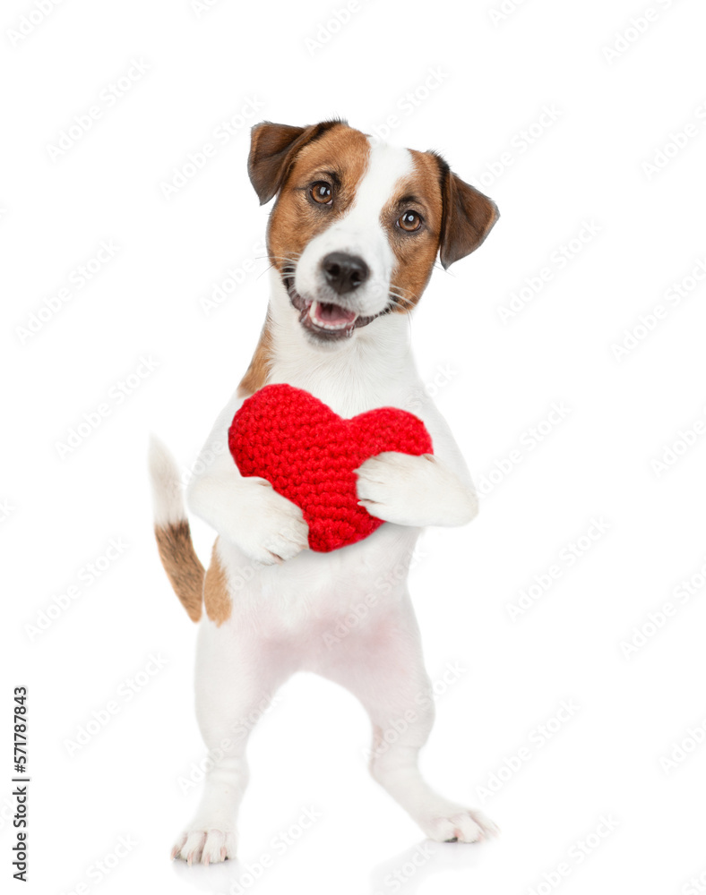 Happy jack russell terrier puppy holds red heart. isolated on white background Happy jack russell terrier puppy holds red heart. isolated on white background