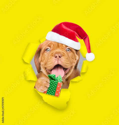Happy Mastiff puppy wearing red santa hat looking through a hole in yellow paper and holding gift box © Ermolaev Alexandr
