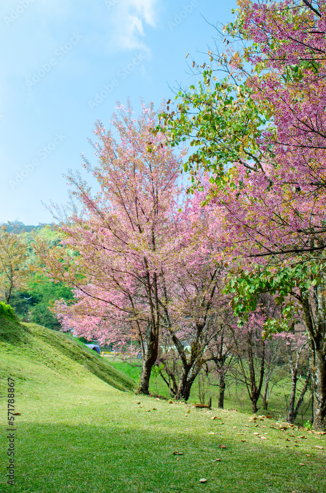 Wild Himalayan Cherry (Prunus cerasoides) Wild Himalayan Cherry (Prunus cerasoides)