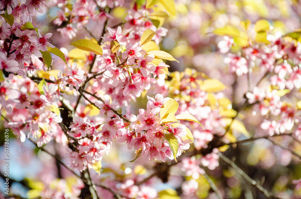 Wild Himalayan Cherry (Prunus cerasoides) 