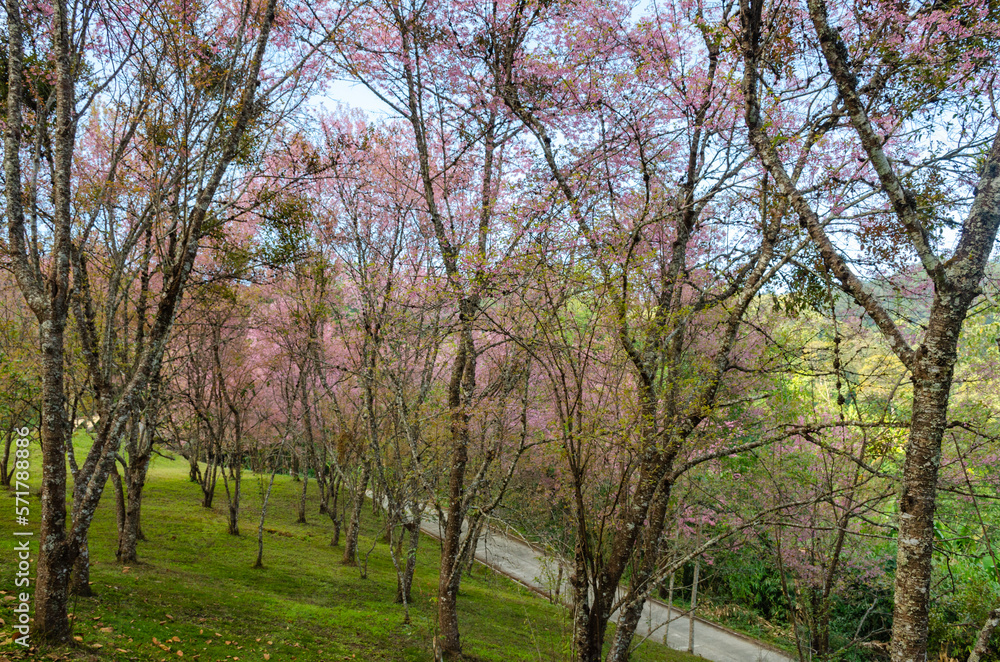 Wild Himalayan Cherry (Prunus cerasoides) 