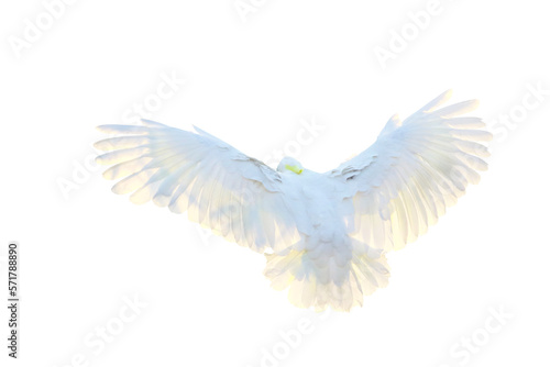 Beautiful feathers on the back of cockatoo parrot isolated on transparent background png file