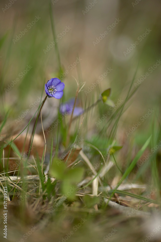 single hepatica in meadow, blurred background single hepatica in meadow, blurred background