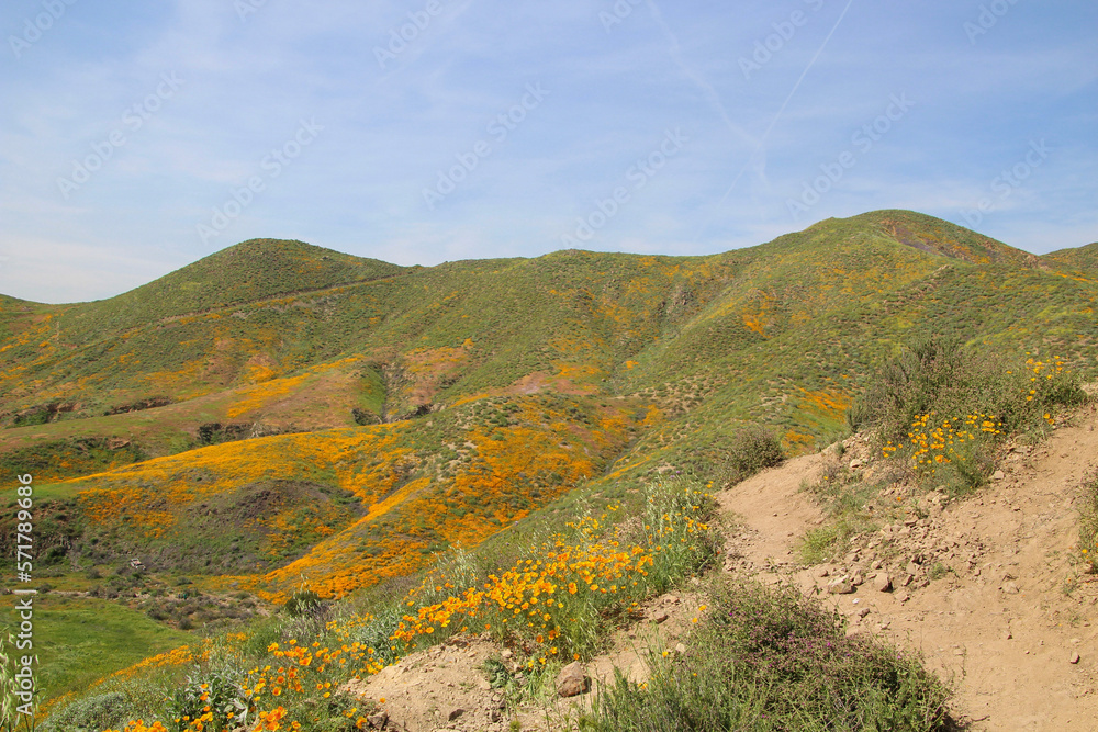 Lake Elsinore, CA - Poppies in Bloom Lake Elsinore, CA - Poppies in Bloom