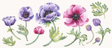 Set of watercolor anemone flowers and buds. Hand drawn illustration isolated on white background.