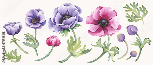 Set of watercolor anemone flowers and buds. Hand drawn illustration isolated on white background.