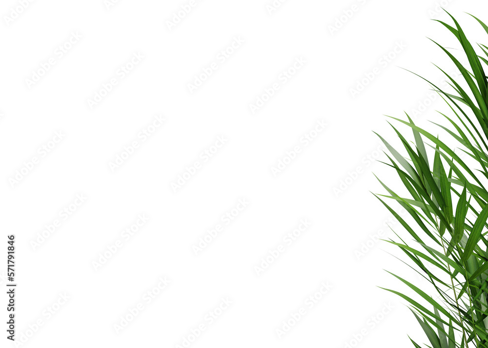 Green leaf frame of palm tree on transparent background, 3d render illustration.