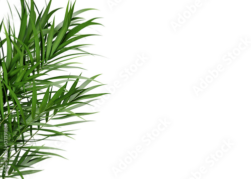 Green leaf frame of palm tree on transparent background  3d render illustration.