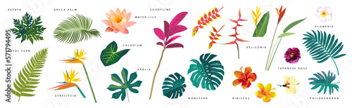 Vector realistic tropical leaves and flowers with names isolated on white background. Monstera, heliconia, hibiscus, areca palm, cordyline, water lily, philodendron. Artistic botanical illustration