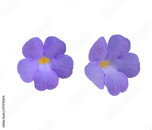 Thunbergia erecta or Bush clock vine flowers. Close up blue-purple flower bouquet isolated on transparent background.