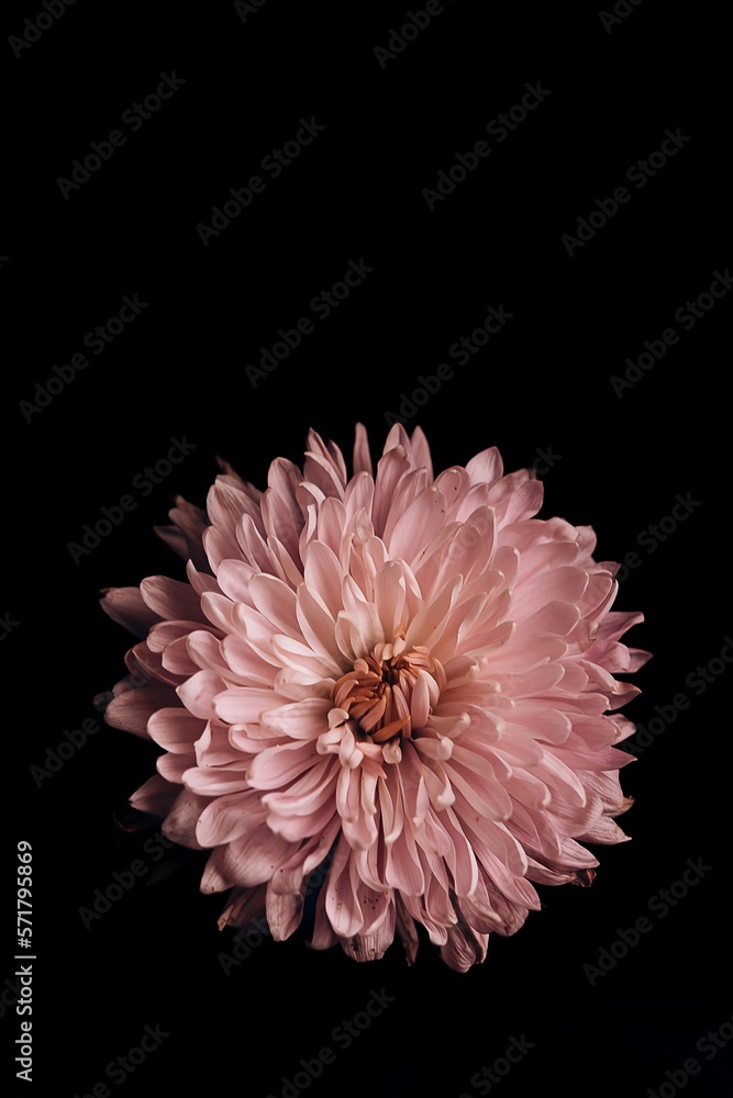 Pink Dahlia Flower isolated on black back ground Pink Dahlia Flower isolated on black back ground