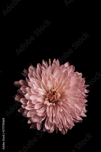 Pink Dahlia Flower isolated on black back ground 