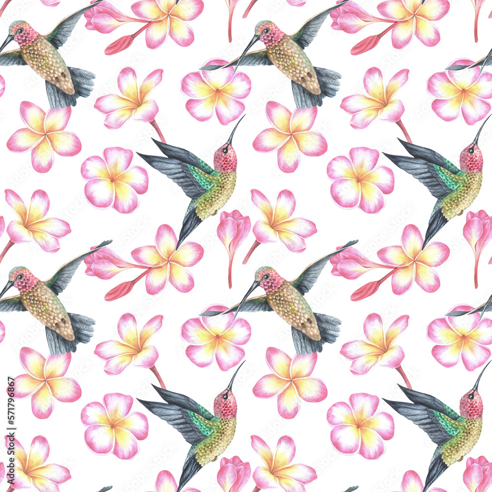 Watercolor illustration. Seamless pattern hummingbird and pink plumeria flowers. Exotic tropical bird. Isolated on a white background. For the design of fabric, wallpaper, interior decorations