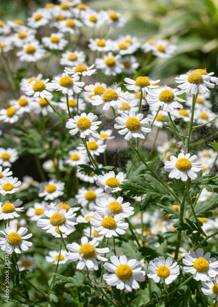 White chamomile flowers in nature field. White chamomile flowers in nature field.