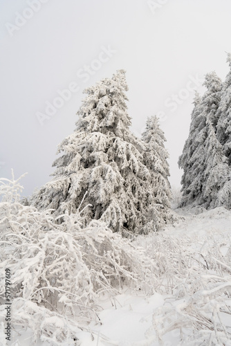 Schneebedeckte Rhön- Traumhafter Winter auf der Wasserkuppe 2