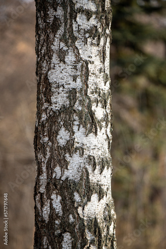 white birch trunk birch forest in winter
