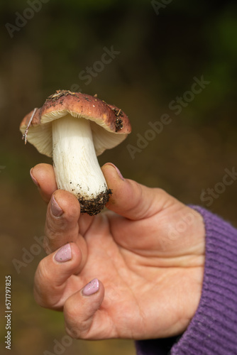 A woman holding mushroom. organic forest fungi 