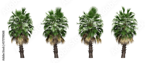 Set of palm trees in transparent background  3d render illustration.