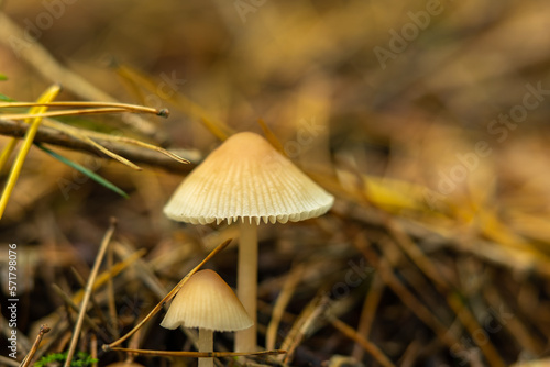 Mushroom in the nature forest