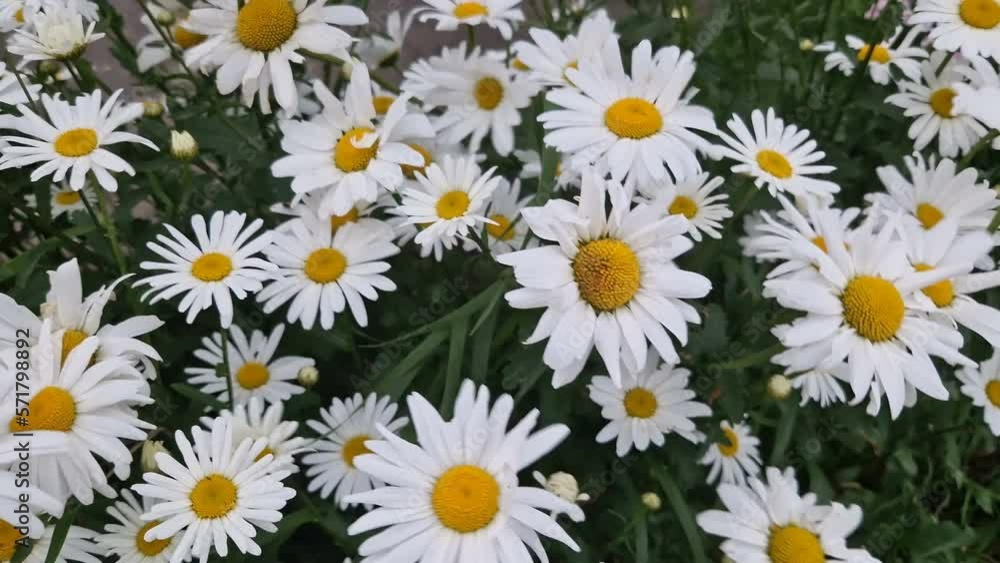 Field of white daisies in the wind swaying close up. Field of white daisies in the wind swaying close up.