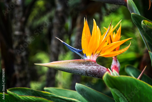 On a blurry background the blossom of a blossoming Strelitzia