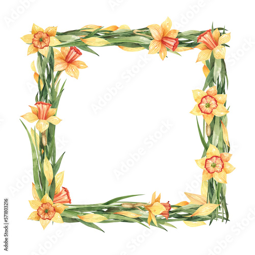 Square, floral frame with yellow daffodils and greenery isolated on white background. Daffodils frame watercolor illustration.