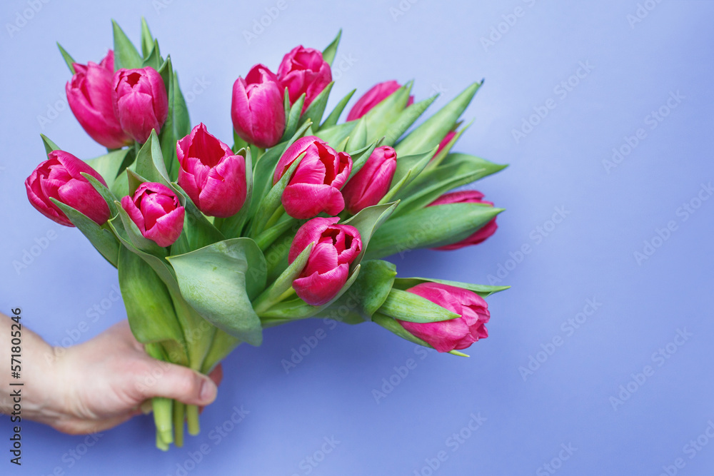 mans hand holding bouquet of fresh flowers tulips on purple blue background. mans hand holding bouquet of fresh flowers tulips on purple blue background.