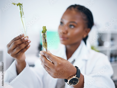 Black woman, medical science and plant sample in research laboratory, analytics and medicine. Woman, doctor or scientist study test tube at work for ecology, healthcare and future development