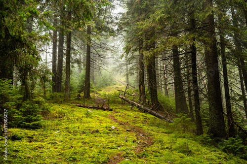 Mysterious path full of roots in the middle of wooden coniferous forrest, surrounded by green bushes and leaves and ferns found
