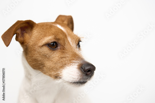 Curious interested dog on white background. Jack russell terrier closeup portrait. Funny pet