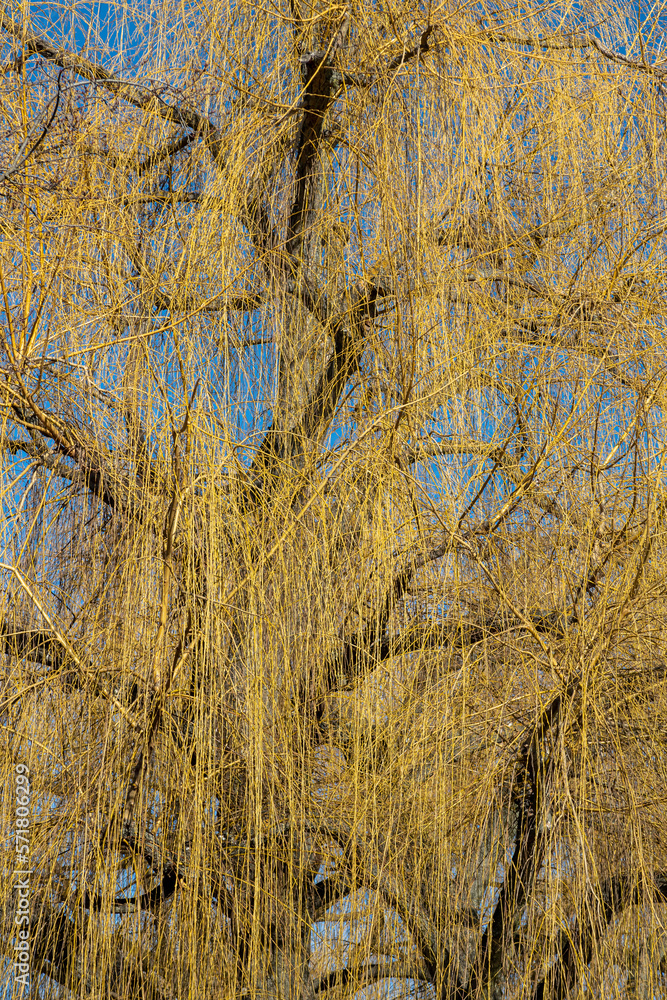 Drooping Tree Trunk Weeping willow, trunk and drooping branches without leaves in winter ...