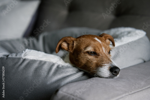 Close up portrait of cute dog lying on sofa and looking at window. Bored lonely pet sleeping at home. © Lazy_Bear
