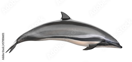 Fotografiet grey doplhin isolated. PNG transparency