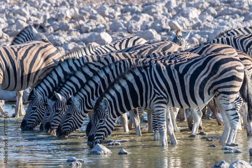 A group of Burchell s Plains zebra -Equus quagga burchelli- drinking from a waterhole on the plains of Etosha National Park  Namibia.