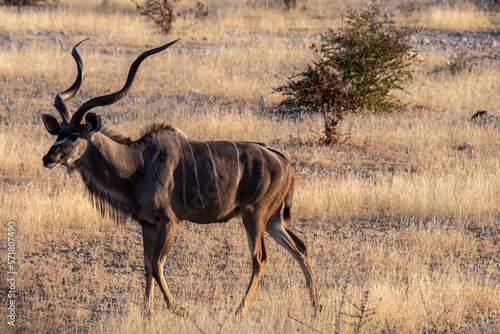 Telephoto shot of a greater kudu -Tragelaphus strepsiceros- in Etosha National Park  Namibia.